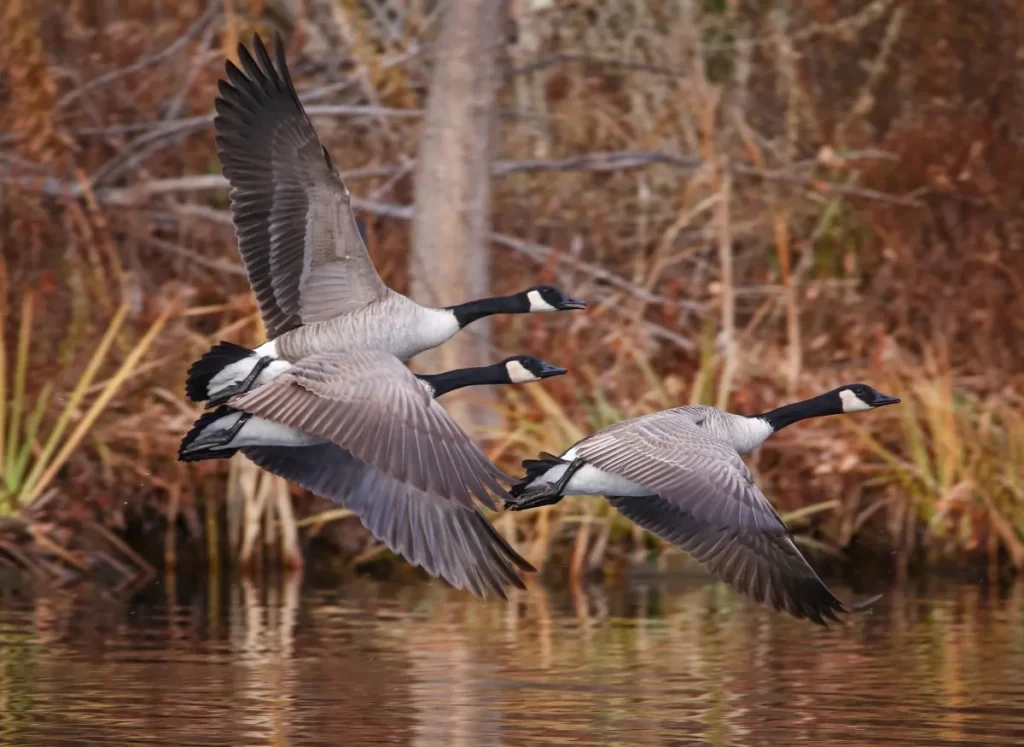 Cabin Rental Near Edmonton Alberta - Geese