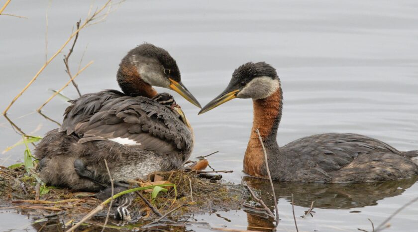 Beaver Hills Retreat - Wildlife Sanctuary