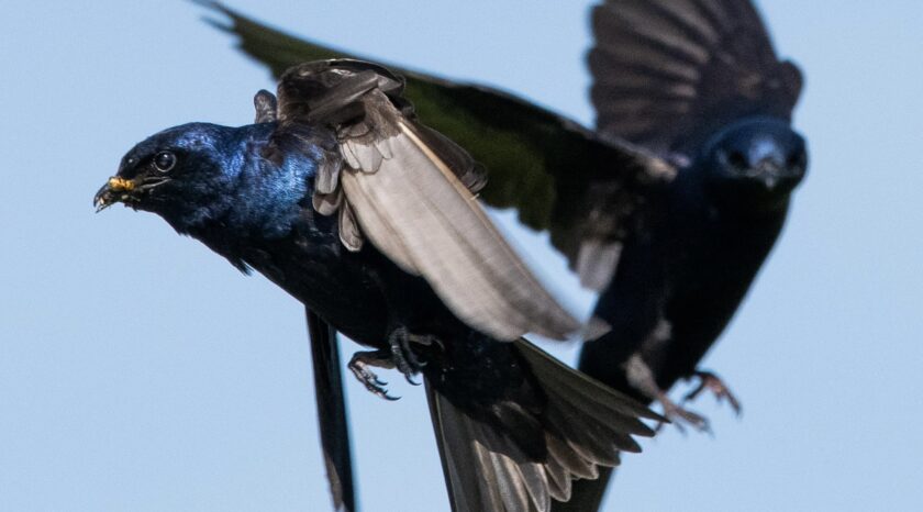 Beaver Hills Retreat Wildlife Sanctuary - 2 Male Purple Martins