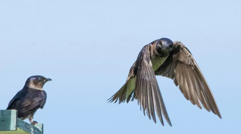 Beaver Hills Retreat - Wildlife Sanctuary - Purple Martins