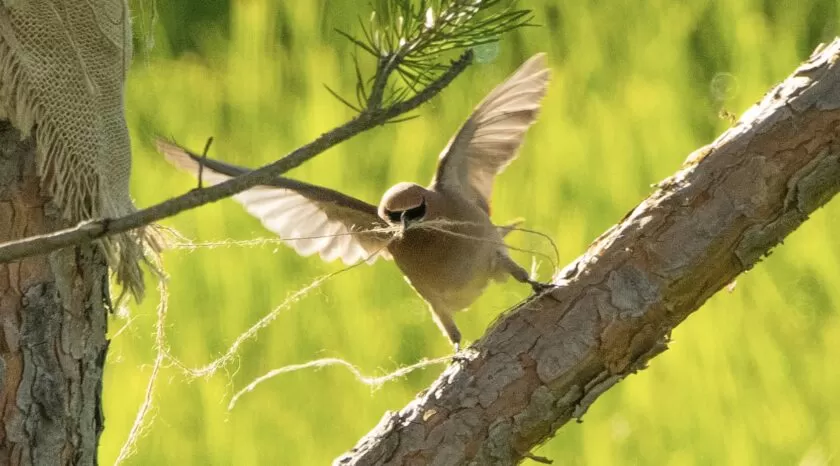 Beaver Hills Retreat - Wildlife Sanctuary - Wax Wing