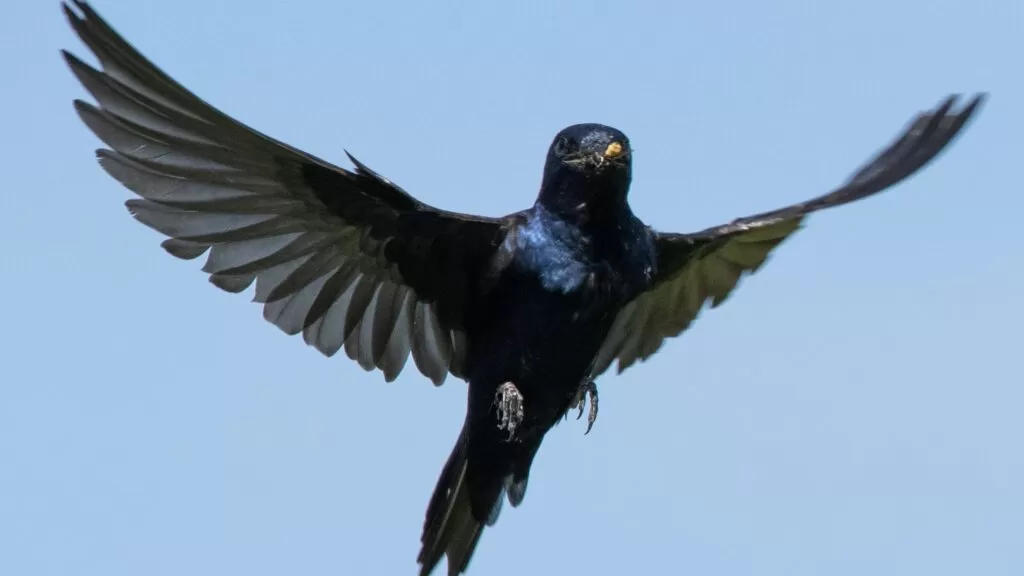 Beaver Hills Retreat - Wildlife Sanctuary - Male Purple Martin