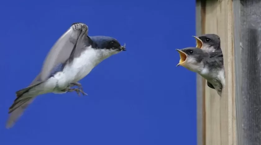 Tree Swallows