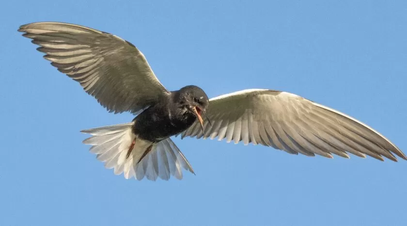 Beaver Hills Retreat - Wildlife Sanctuary - Black Tern