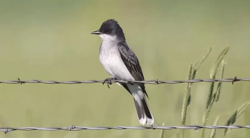 Eastern kingbird