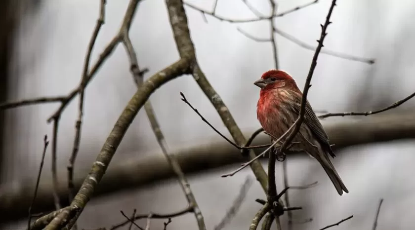 House Finch