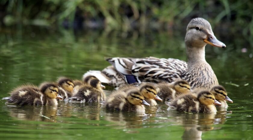 Mallard Family