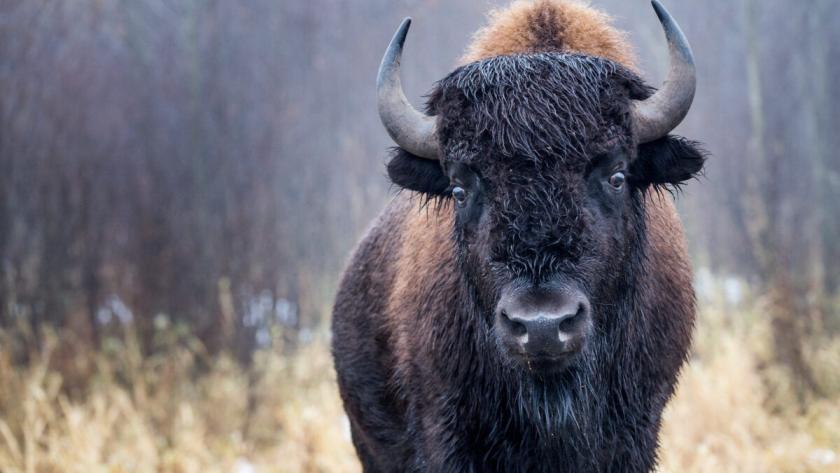 Enjoy a Romantic Alberta Getaway near Elk Island National Park!