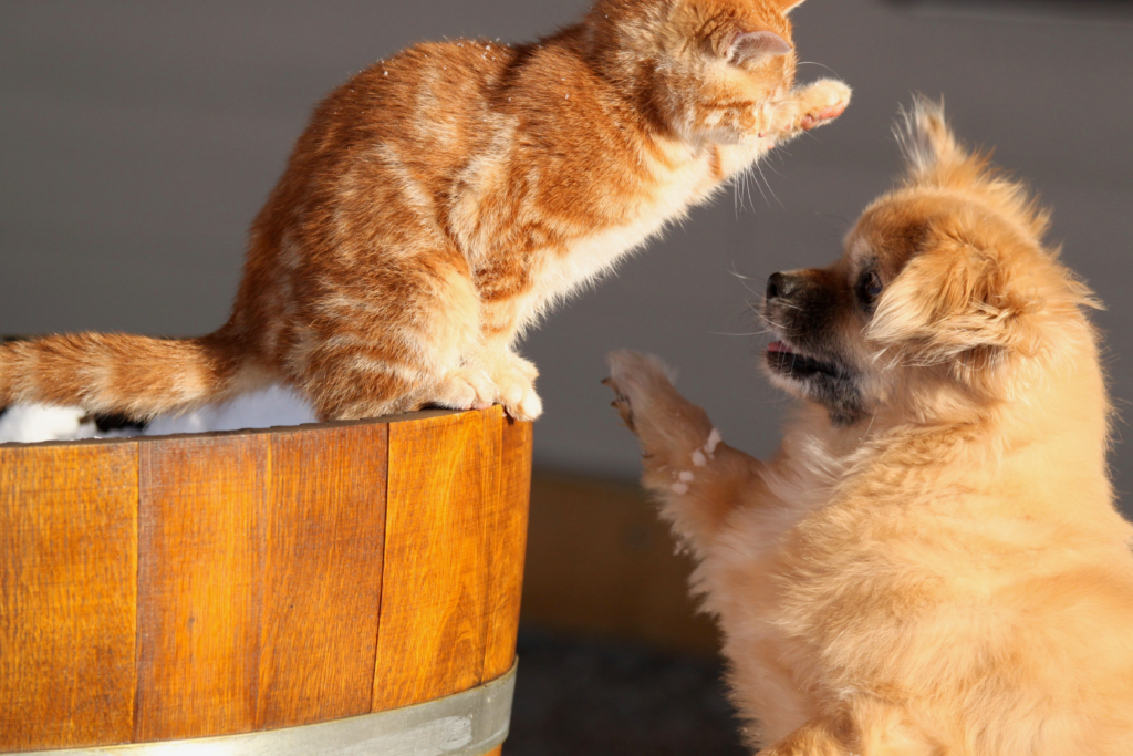 Best Pet Friendly Cabin Near Edmonton