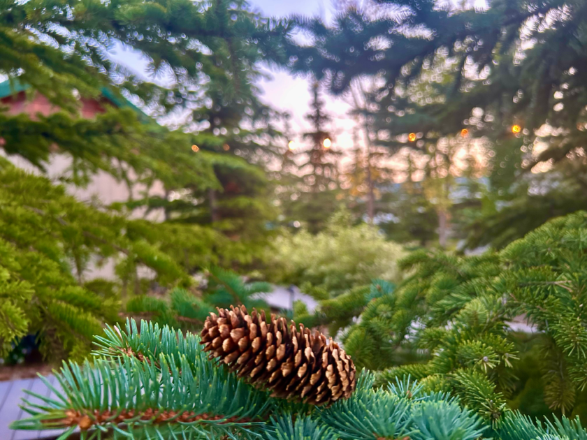 romantic cabin near elk island | Beaver Hills Retreat