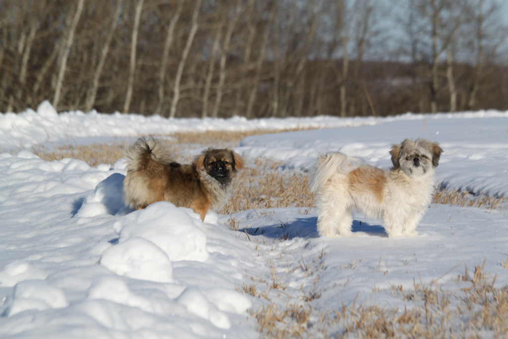 pet friendly cabin near edmonton