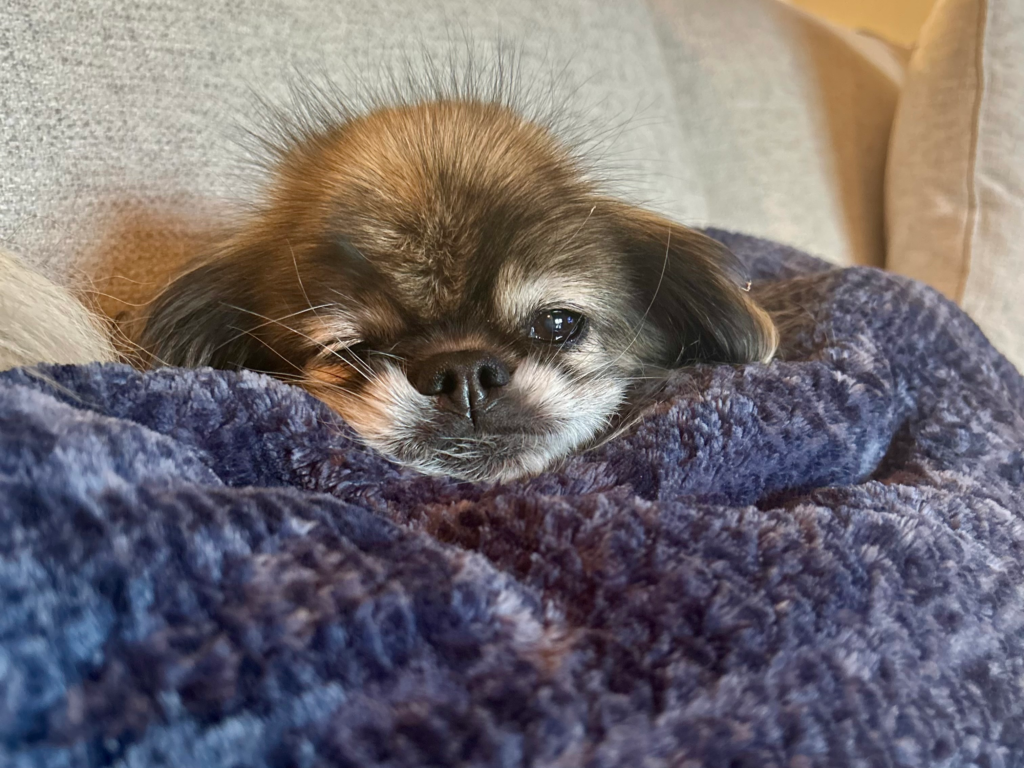 Pet Friendly Cabin Near Edmonton