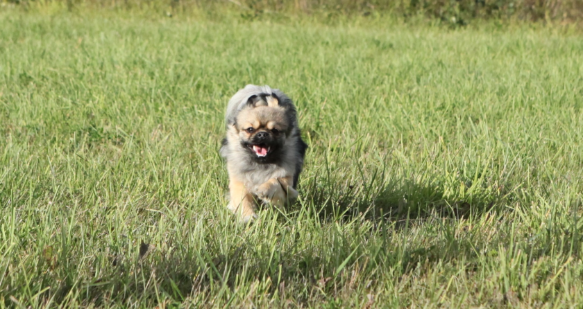 Pet Friendly Cabin Near Elk Island