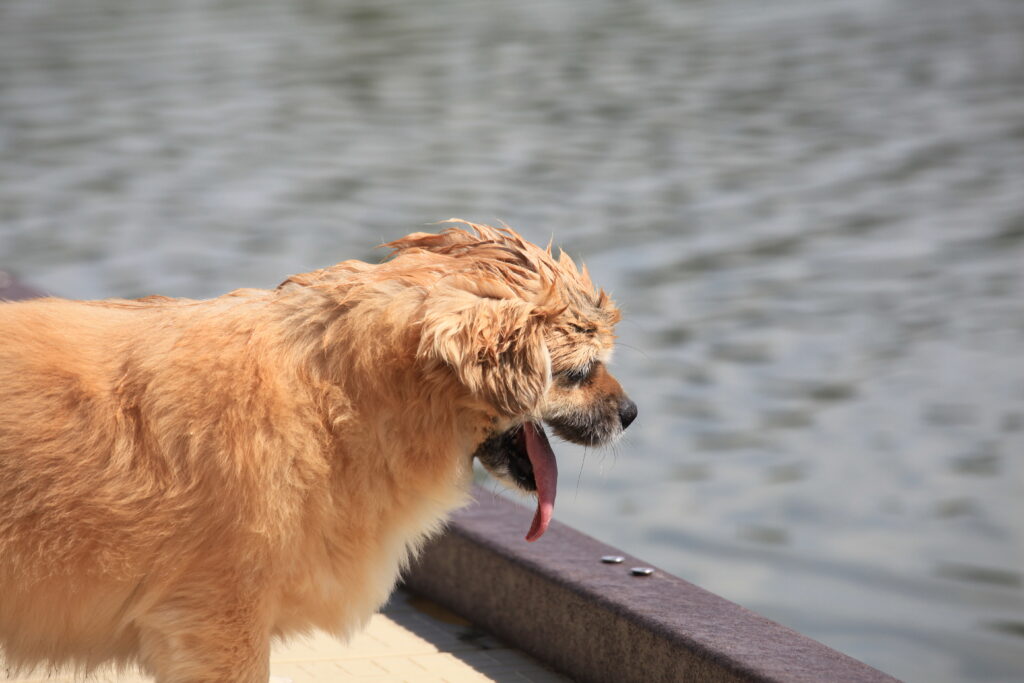 cabin near edmonton that accepts dogs Beaver Hills Retreat