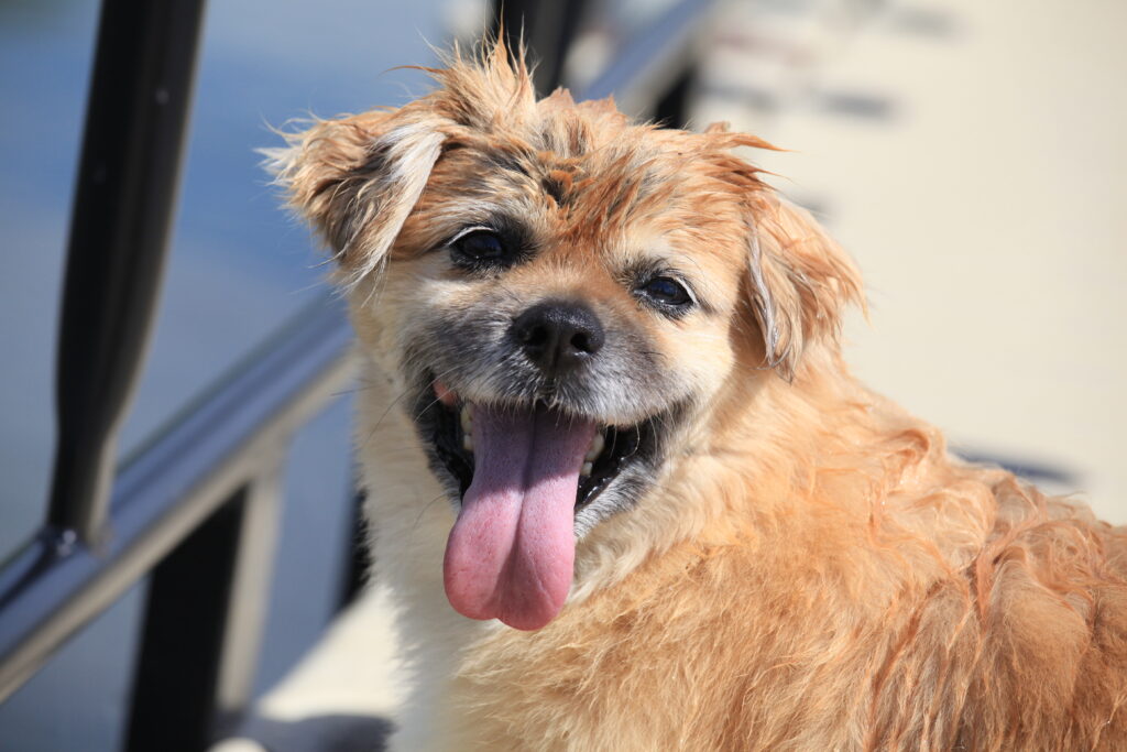 Dog friendly cabin near Edmonton, Alberta