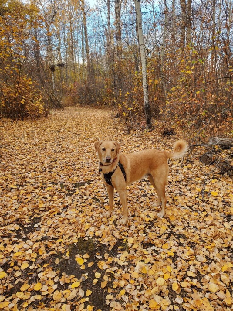 pet friendly cabin beaver Hills retreat